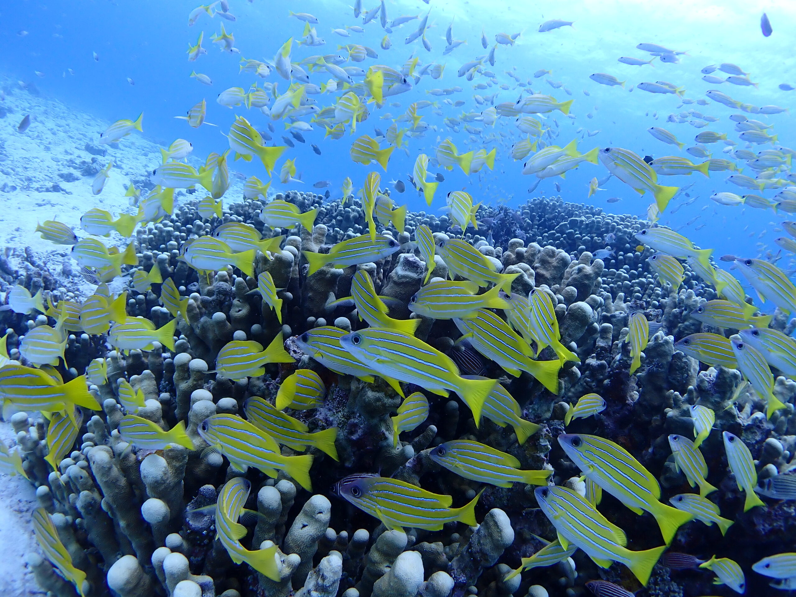 SNORKELING