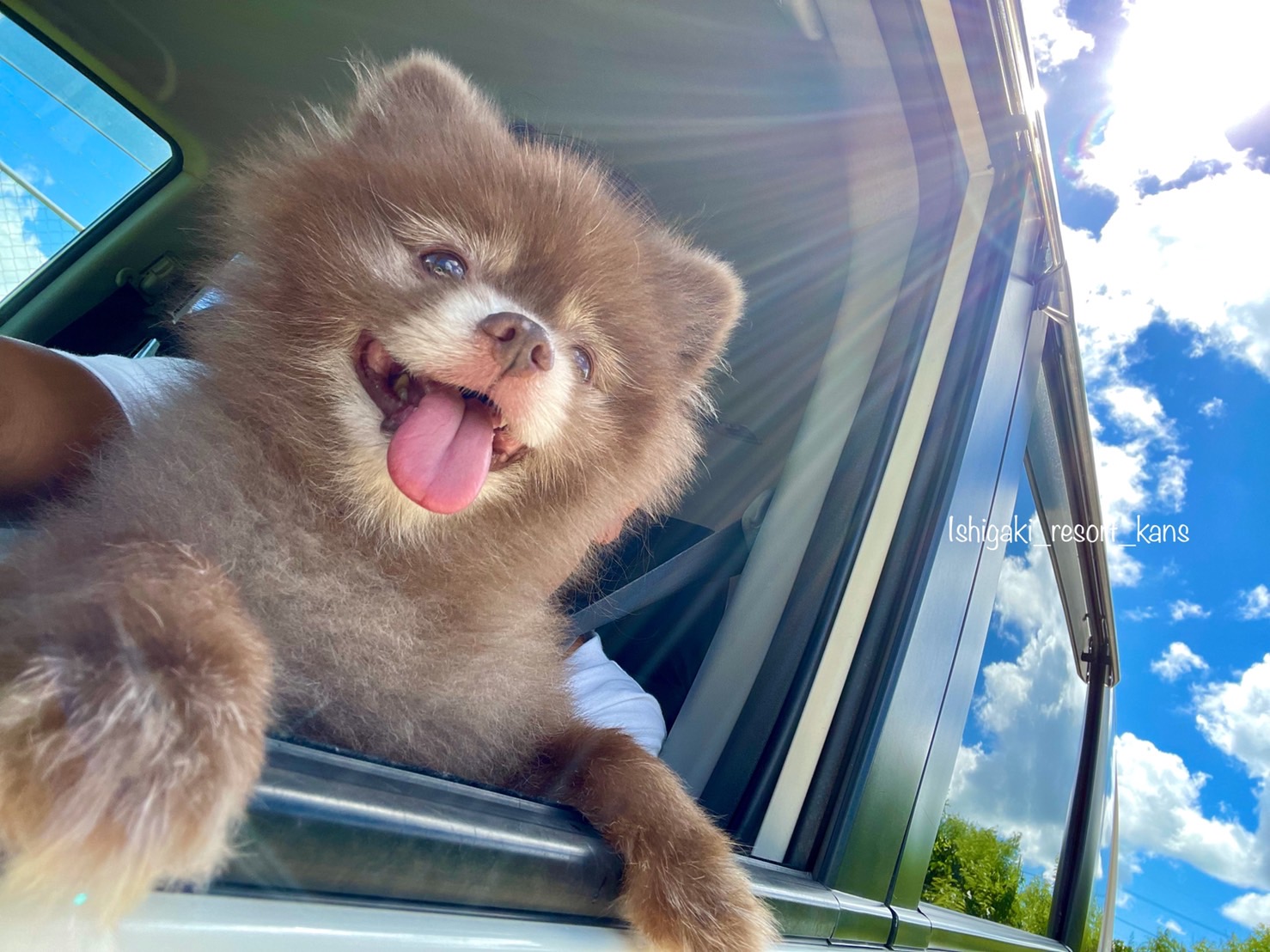看板犬 小鉄